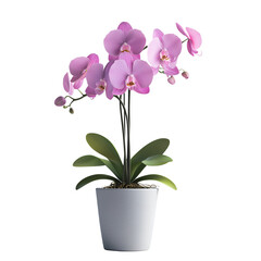 Vibrant houseplant display indoor garden orchid pot plant  isolated on white background and transparent background  beautiful sitting area natural light home gardening concept