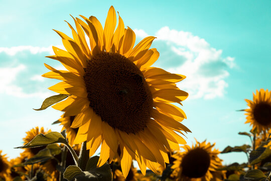 sunflower against blue sky