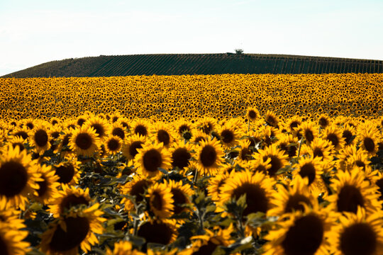 field of sunflowers