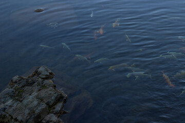 Koi carp swim in the lake in a Japanese Garden Krasnodar