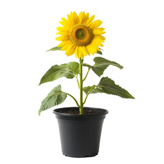 Obraz premium A vibrant sunflower in a terracotta pot with green leaves, set isolated on white background and transparent background, showcasing its bright yellow petals and rich brown center.