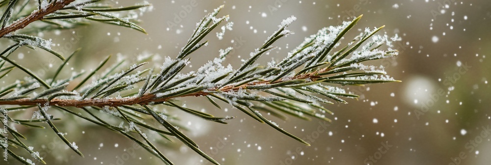 Aufkleber snow-covered pine branch with falling snowflakes.