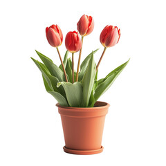 Vibrant tulips in a pot isolated on white background and transparent background  for indoor house garden flowering vine display cozy plant nook home gardening concept