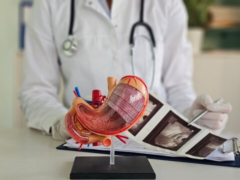 Doctor examines digestive system model and ultrasound image