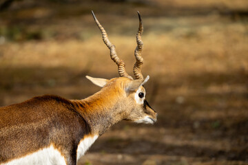 ブラックバックの写真