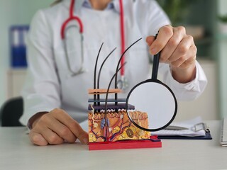 Anatomical model of skin and a doctor with a magnifying glass