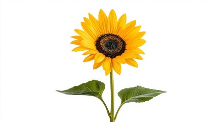 Obraz premium Bright Yellow Sunflower Bloom with Fresh Green Leaves on Stem