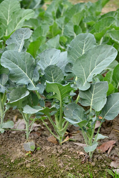 closeup the bunch ripe green cauliflower plant with soil growing in the farm soft focus natural green brown background.