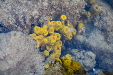 Yellow sponge in the sea. Yellow tube sponge