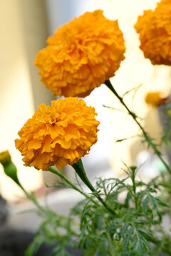 closeup the pair of orange marigold flower with bud growing with leaves in the garden soft focus green brown background.