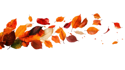 Colorful autumn leaves in graceful motion. transparent background