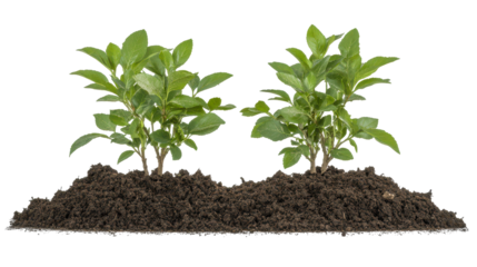 Healthy green plants growing in rich soil. transparent background