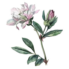 Vintage watercolor flower and wildflowers isolated on white background, old botanical illustration