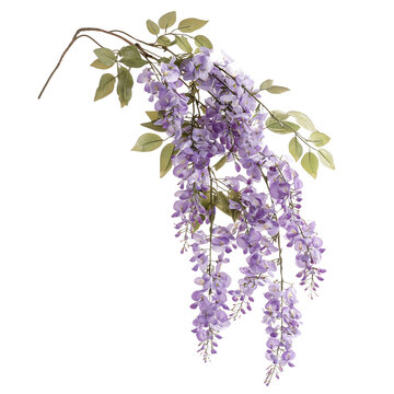 Fototapeta A delicate arrangement of purple wisteria flowers with green leaves isolated on white background and transparent background, showcasing natural beauty and elegance.