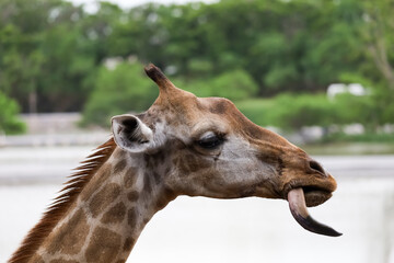 Close up head giraffe is show tougue in the garden