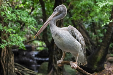 The great white pelican bird is standing in nature garden