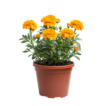 Fototapeta A vibrant pot of marigold flowers in full bloom, showcasing bright yellow petals isolated on white background and transparent background