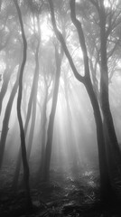 Obraz premium A serene black and white image of a misty forest, where sunlight beams emerge through towering trees creating an enchanting atmosphere filled with tranquility.