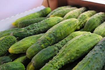 Fresh Green Cucumbers In Box Texture View.
