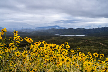 Fototapeta premium Brittlebush flower bloom in Arizona's Tonto National Forest, with a portion of Saguaro Lake in the background. 