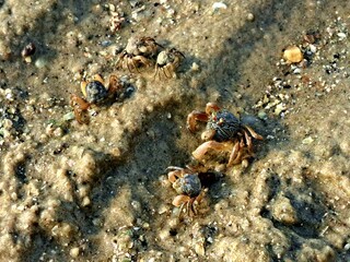 crab on the sand