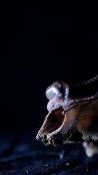 Vertical, Big two long caterpillars crawl along the horse's skull in the dark. Mystical scary worms