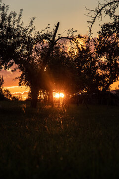 sunset in the forest