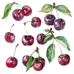 Cherry set isolated on white background, vintage watercolor old botanical illustration