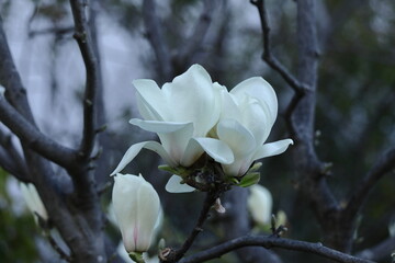 しっとりと美しい花姿