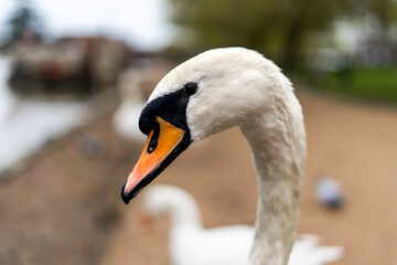 Obraz premium Close-Up of a Curious Swan by the Side of a Blurred River Path
