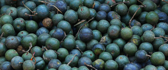 Close-up of fresh green Rudraksha seeds, known for their spiritual significance and traditional use in prayer beads and meditation practices.