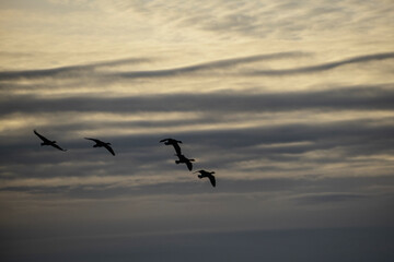 silhouettes of birds against beautiful evening sky
