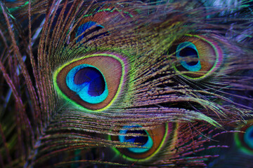 Close-up of vibrant peacock feathers displaying their stunning iridescent colours and intricate...