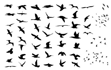 Birds Silhouette Vector Pack graphic drawing illustration for stickers, streetwear, t-shirts, logos, print-on-demand, print, or branding