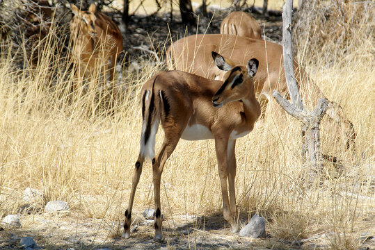 Close-up of a young Black faced impala, Etosha National Park, Namibia