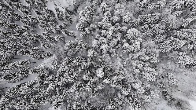 Jura sous la neige