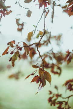Fototapeta Close-up of berries growing on tree branches, Netherlands