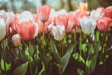 Close-up of pink and white tulips growing in a field, Keukenhof, South Holland, Netherlands