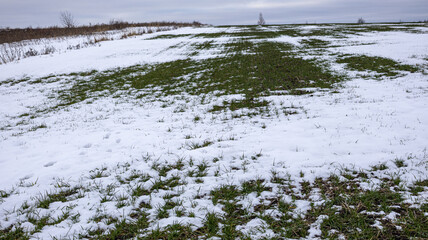 A beautiful snowy field adorned with a few trees in the background