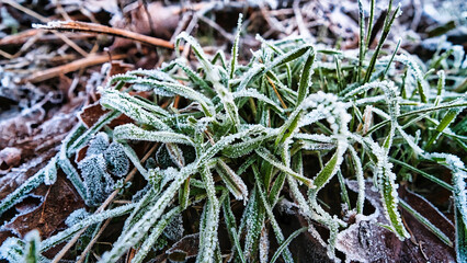 Winterspaziergang im Wald - Eisbedeckes Gras und Laub