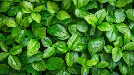 Closeup, vibrant green leaves exhibiting intricate natural textures and patterns in nature's embrace