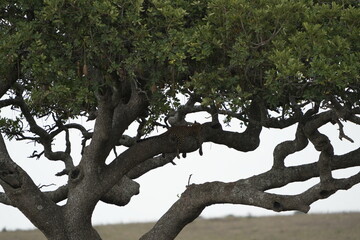 Fototapeta premium leopard laying in a tree in the serengeti national park