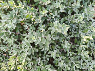 A small branched tree with small, light green leaves.