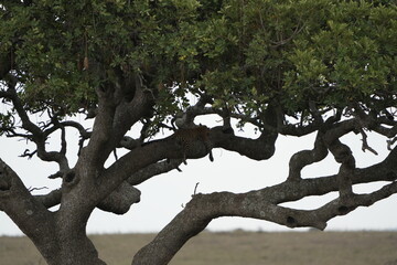 Leopard Camouflaged in Acacia Tree – Serengeti National Park, Tanzania
