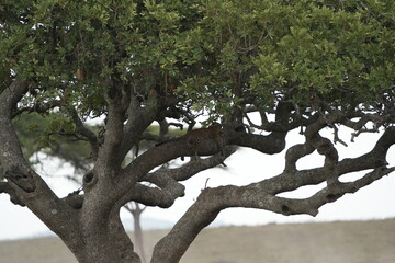 Fototapeta premium Leopard Camouflaged in Acacia Tree – Serengeti National Park, Tanzania