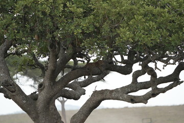 Leopard Camouflaged in Acacia Tree – Serengeti National Park, Tanzania