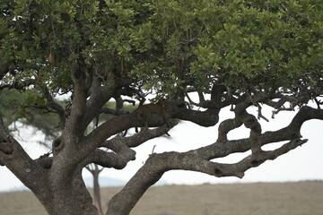 Obraz premium Leopard Camouflaged in Acacia Tree – Serengeti National Park, Tanzania