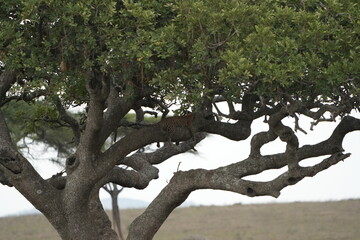 Leopard Camouflaged in Acacia Tree – Serengeti National Park, Tanzania