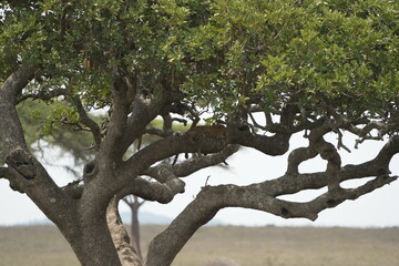 Fototapeta premium Leopard Camouflaged in Acacia Tree – Serengeti National Park, Tanzania