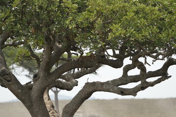 Leopard Camouflaged in Acacia Tree – Serengeti National Park, Tanzania